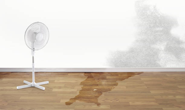 Best Flood restoration services  in Cannelton, IN
