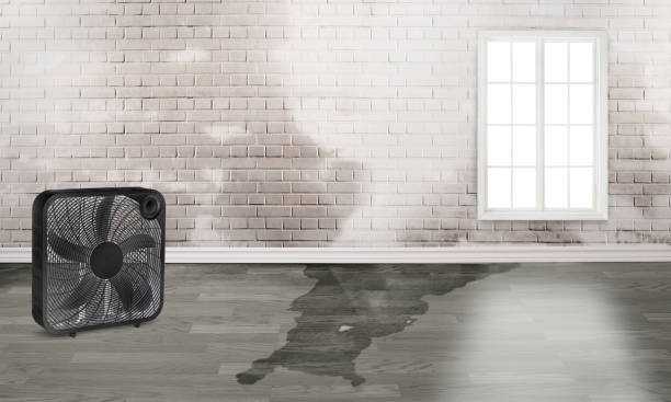Best Professional water damage repair  in Cannelton, IN